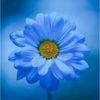 bluemeadowlane